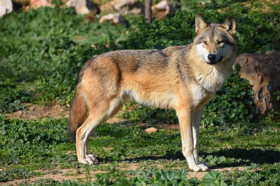 43: Coyote Urine and Sour Beer