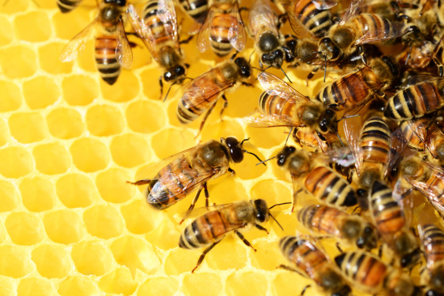 46: Getting a Good Buzz from Dan’s Mead